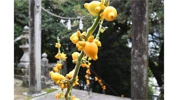 キツネの顔の形そっくり？　岡山・高梁市特産のナスのなかま「フォックスフェイス」のイベントが10月16日に開催