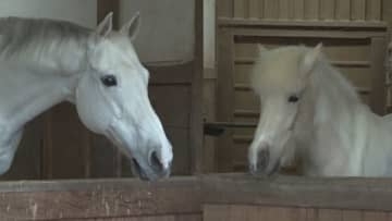 午年に『神馬』に会いに行こう　金刀比羅宮など全国7つの神社で「神馬訪い巡り」　2026年元日から