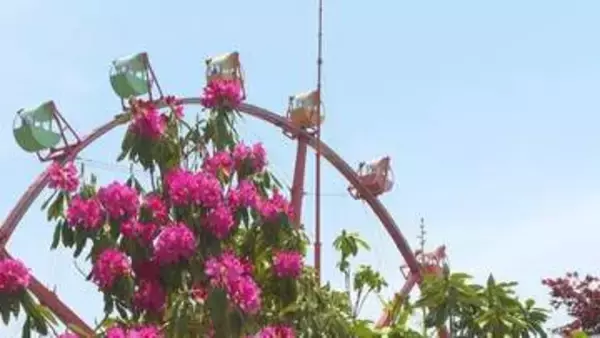 蒜山高原でシャクナゲの花が見ごろ　岡山