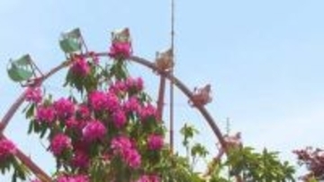 蒜山高原でシャクナゲの花が見ごろ　岡山