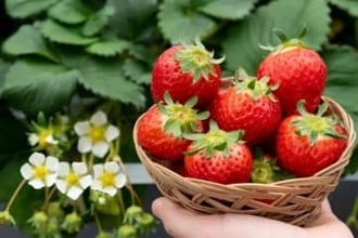 廃校の小学校を活用した観光イチゴ園　今季は12月24日オープン　香川・三豊市