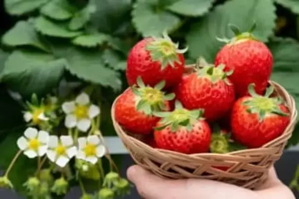 廃校の小学校を活用した観光イチゴ園　今季は12月24日オープン　香川・三豊市