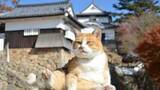 「備中松山城　猫城主さんじゅーろーの新グッズを発売するニャー　岡山・高梁市」の画像1