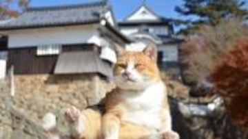備中松山城　猫城主さんじゅーろーの新グッズを発売するニャー　岡山・高梁市