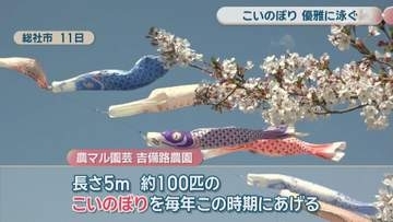 観光農園に約100匹のこいのぼり　色とりどり、大空を優雅に　岡山・総社市