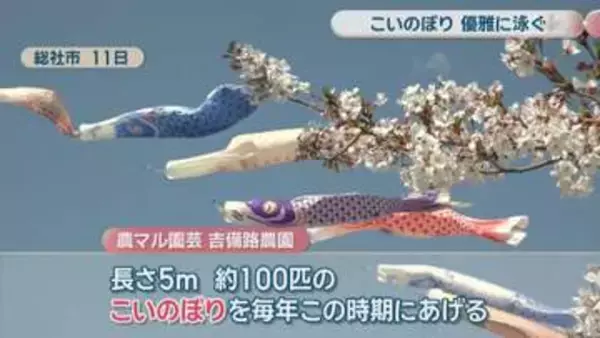 観光農園に約100匹のこいのぼり　色とりどり、大空を優雅に　岡山・総社市