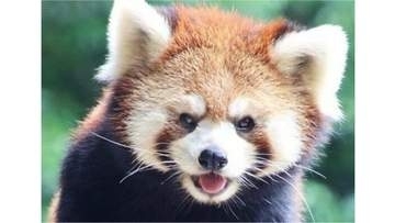 人気者レッサーパンダの合同誕生日会　6月21日と28日　岡山・池田動物園