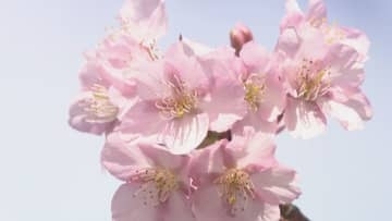 約300mにわたり「河津桜」が見頃に　3月8日・15日は湊川河津桜まつりも　香川・東かがわ市