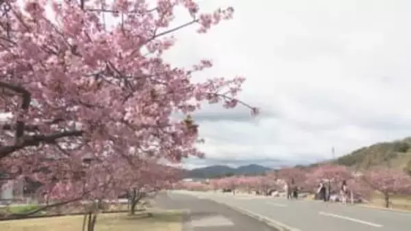 約300mにわたり「河津桜」が見頃に　3月8日・15日は湊川河津桜まつりも　東かがわ市