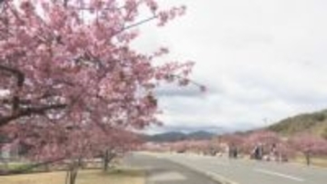 約300mにわたり「河津桜」が見頃に　3月8日・15日は湊川河津桜まつりも　東かがわ市