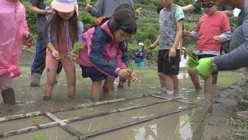 小豆島の中山千枚田で小学生らが田植え体験　泥んこ遊びも楽しむ　香川