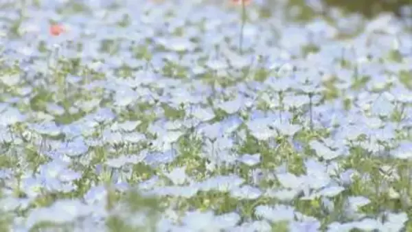 淡いブルーのじゅうたん広がる　国営讃岐まんのう公園でネモフィラが見頃　香川
