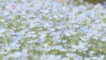 淡いブルーのじゅうたん広がる　国営讃岐まんのう公園でネモフィラが見頃　香川