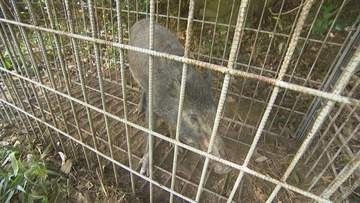 イノシシ自家消費のための解体講習　猟銃免許持っている人が対象　香川県