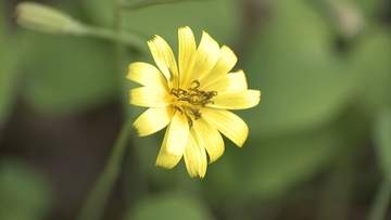 可憐で不思議な名前　地面をしばる「ジシバリ」の花　岡山