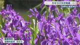 「笠岡市の神社でカキツバタが見頃　あざやかな青紫色の花と眼鏡橋が競演　岡山」の画像1