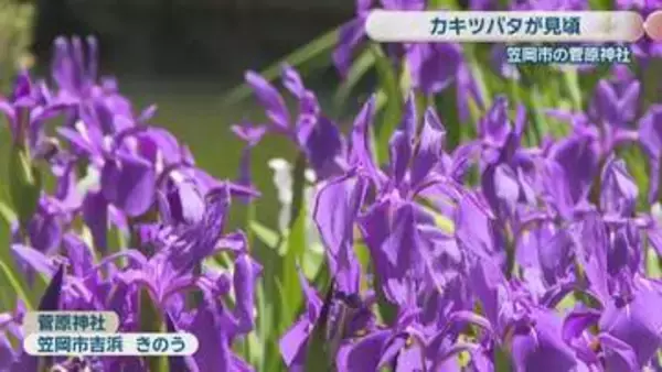 笠岡市の神社でカキツバタが見頃　あざやかな青紫色の花と眼鏡橋が競演　岡山