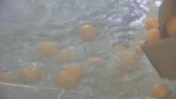 冬至の22日は「ゆず湯」でリラックス！　香川県の6公衆浴場で実施