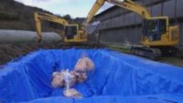 東かがわ市で発生した鳥インフル　養鶏場で約2.4万羽の殺処分と埋却が完了　発生農場から半径10km以内の15養鶏場には異状なし