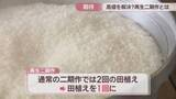 「1回の田植えで2回収穫　「再生二期作」に取り組むまんのう町で試食会　香川」の画像1