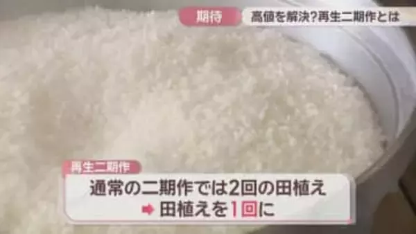1回の田植えで2回収穫　「再生二期作」に取り組むまんのう町で試食会　香川
