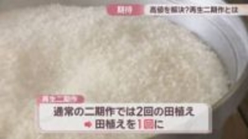 1回の田植えで2回収穫　「再生二期作」に取り組むまんのう町で試食会　香川
