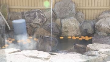 寒い冬が苦手なカピバラにゆず湯をプレゼント「1年健康に過ごしてもらいたい」　池田動物園　岡山市