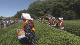 「岡山後楽園で伝統の茶つみ祭　岡山」の画像1