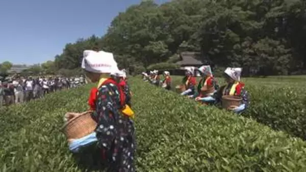 岡山後楽園で伝統の茶つみ祭　岡山