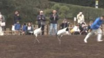 岡山後楽園で今年初めてとなるタンチョウの園内散策  岡山市