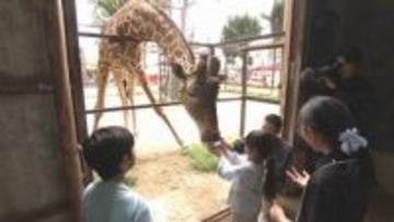 池田動物園でキリンのバックヤードツアー　岡山
