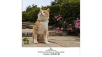猫城主「さんじゅーろー」のミニハンカチ　3月16日（さんじゅーろーの日）から販売　岡山