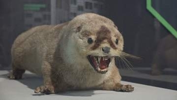 二ホンカワウソはなぜ絶滅したのか　生き物との共生を考える講演会　香川・四国水族館