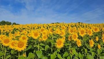 夏の風物詩　蒜山高原でヒマワリが満開　岡山県