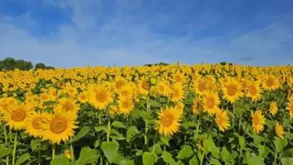 夏の風物詩　蒜山高原でヒマワリが満開　岡山県