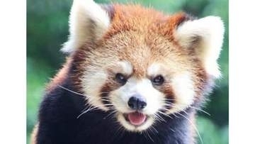 レッサーパンダに興味を持って　岡山市の池田動物園で特別イベント