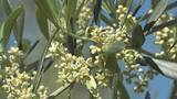 「小豆島でオリーブが開花　初夏の訪れ告げる…見頃は6月初めごろまで」の画像1