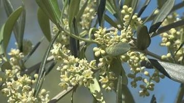 小豆島でオリーブが開花　初夏の訪れ告げる…見頃は6月初めごろまで
