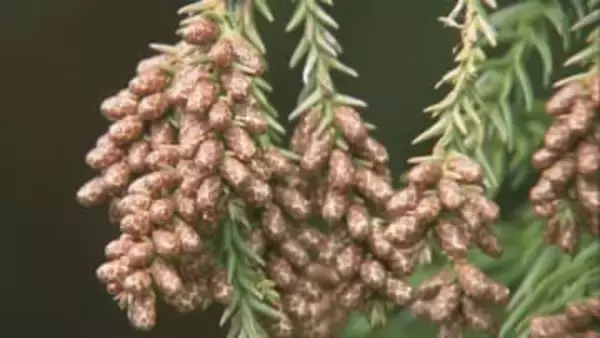 今年は「やや多め」予想　花粉症増加で経済損失は2450億円？　レジャーにも影響が【暮らし×経済】