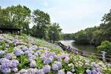 「国営讃岐まんのう公園であじさいまつり　6日から　6月中旬から見頃　香川・まんのう町」の画像1