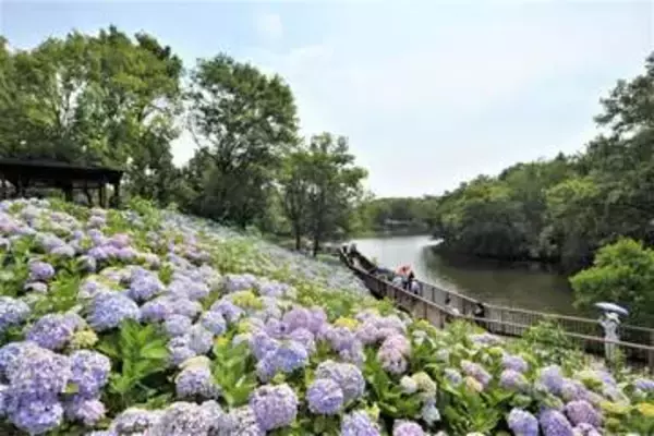 国営讃岐まんのう公園であじさいまつり　6日から　6月中旬から見頃　香川・まんのう町