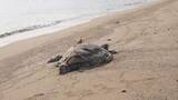 「高松市庵治町の海岸でアカウミガメの死骸が見つかる　香川県での発見はまれ」の画像1