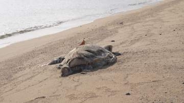 高松市庵治町の海岸でアカウミガメの死骸が見つかる　香川県での発見はまれ