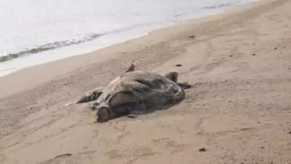 高松市庵治町の海岸でアカウミガメの死骸が見つかる　香川県での発見はまれ