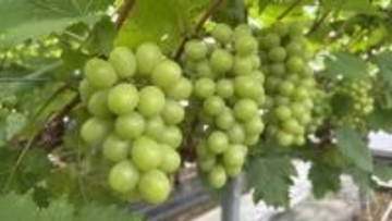 和菓子メーカー「源 吉兆庵」の農園　マスカット オブ アレキサンドリアを4月28日から収穫　代表商品の原料　岡山市