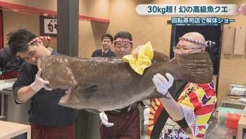 幻の高級魚 クエ　回転寿司店で解体ショー　30kg超…「別次元の大きさ」　岡山市