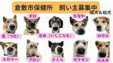 「倉敷市保健所で犬の収容頭数が超過　譲渡の希望受け付け、31日には譲渡会も　岡山」の画像1
