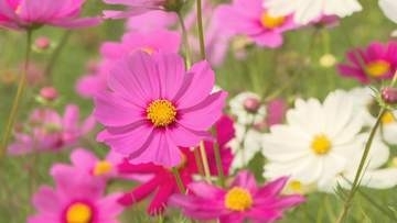 岡山・真庭市で約80万本のコスモスが見頃　地元有志ら育てる
