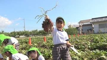 「とれたー！」総社市の園児たちが芋掘りに挑戦　岡山