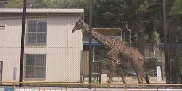 6月21日は「世界キリンの日」　キリンの身長・体重測定など池田動物園で特別イベント　岡山